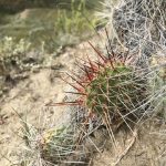 Prickly Pear - 70 Mile Butte